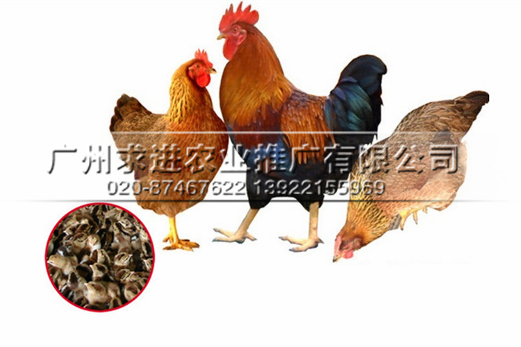 純種土雞苗，小腳/黃羽/麻羽/本地土雞品種，孵化廠家批發價格原始圖片3