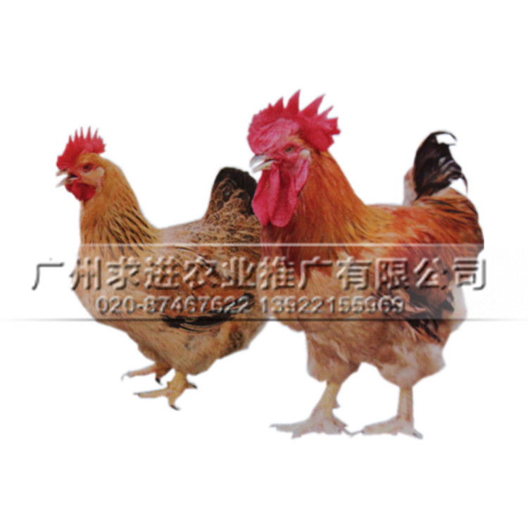 廠家批發快大雞苗,快大黑/快大黃/快麻雞品種，廠家供應價格