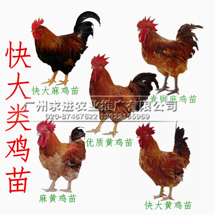 雞苗批發(fā)，育種企業(yè)常年供應(yīng)雞苗，品種多全國發(fā)貨