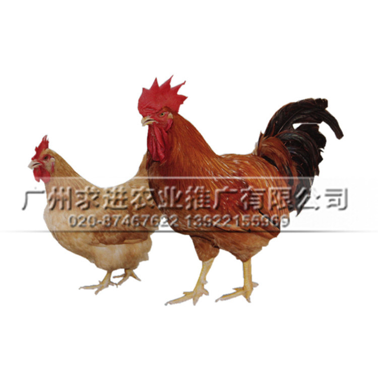 肉雞苗廠家供應(yīng)，品種多/長(zhǎng)速快大，常年批發(fā)價(jià)格發(fā)貨