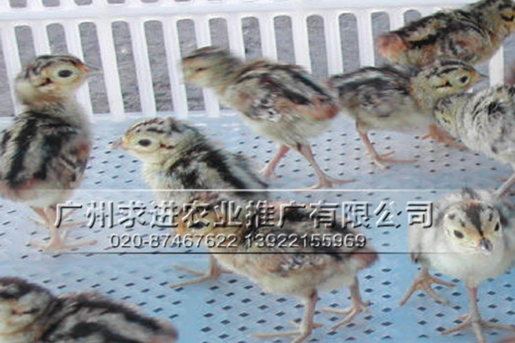 廠家批發山雞苗,純種山雞種苗,山雞雞苗全國配送,價格優惠