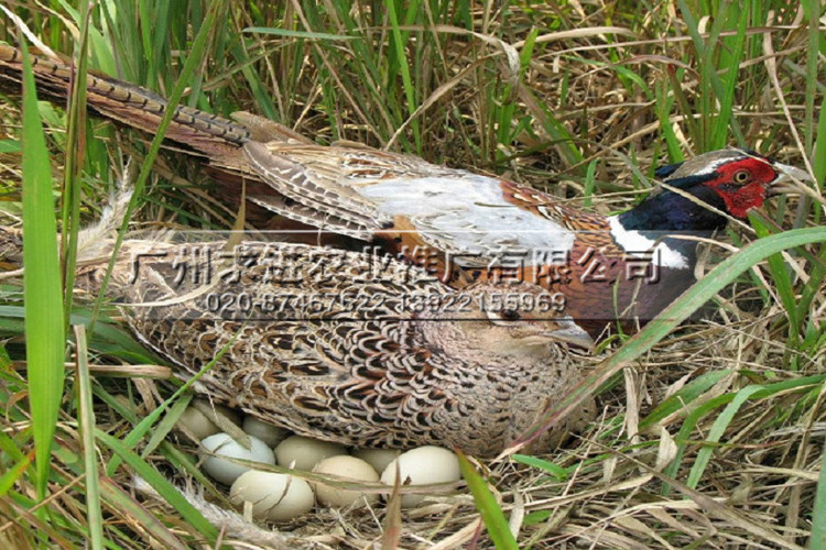 廠家批發野雞雞苗,純種野雞種苗,野雞雞苗全國配送,價格優惠