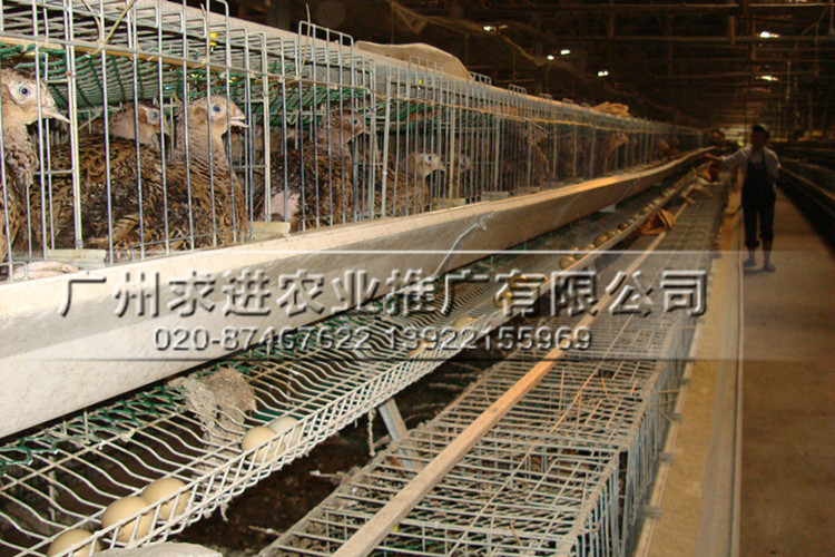 廠家批發野雞雞苗,純種野雞種苗,野雞雞苗全國配送,價格優惠