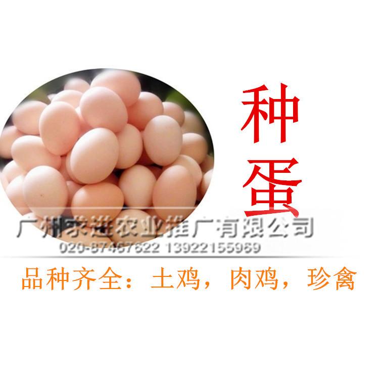 種蛋批發，雞/鴨/孵化種蛋受精率85%以上，價格優惠