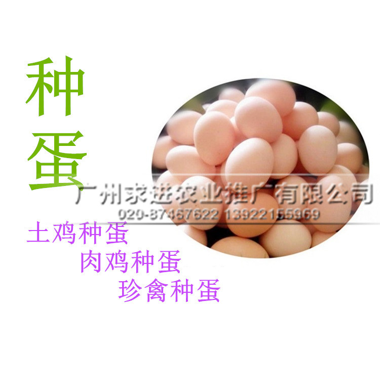 種蛋批發，雞/鴨/孵化種蛋受精率85%以上，價格優惠