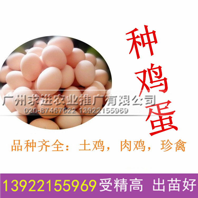 種雞蛋批發,長期供應種雞蛋受精率高/孵化出苗好,品種多價格優惠原始圖片2