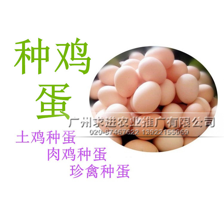 種雞蛋批發,長期供應種雞蛋受精率高/孵化出苗好,品種多價格優惠原始圖片3