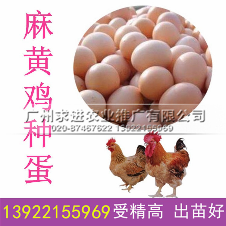 麻黃雞種蛋批發，k9雞種蛋價格優惠,受精率高/孵化出苗好,廠家供應