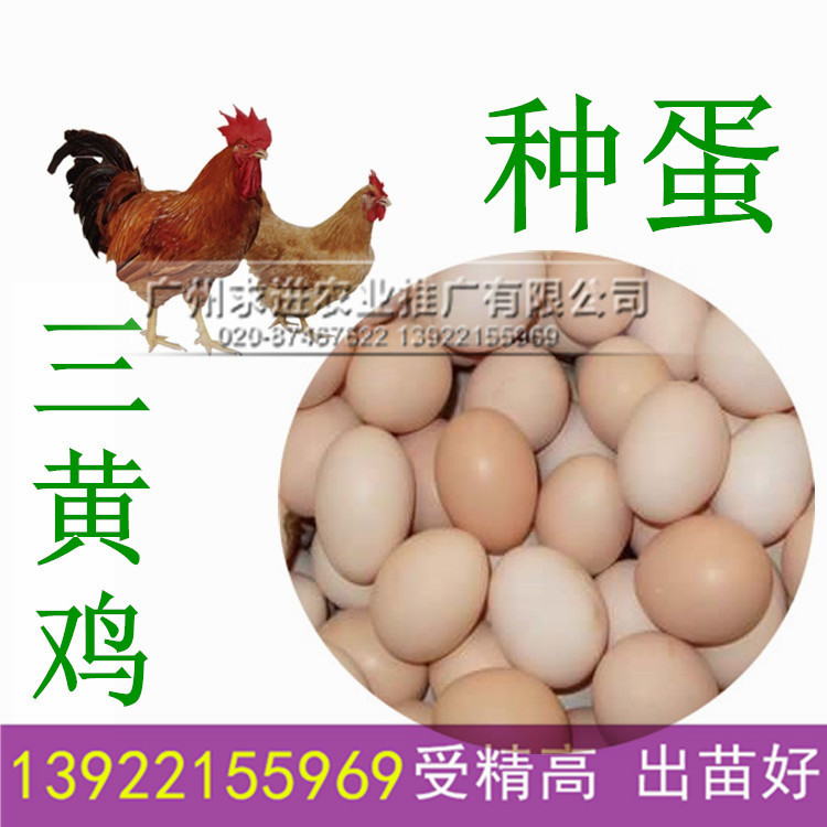 供應三黃雞種蛋，廠家批發三黃土雞種蛋，土一/土二廠家批發價格