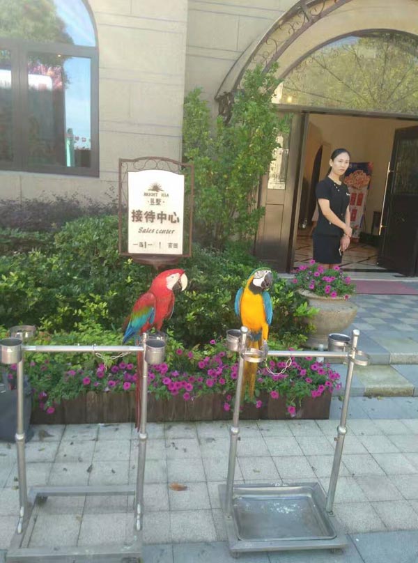 百鳥展zm租憑百鳥展租售百鳥展報價鸚鵡表演租售鴕鳥展覽