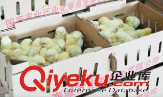 肉食商品雞雛