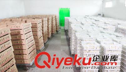 肉食商品雞雛