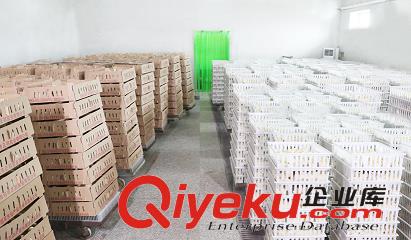 白羽肉雞雞雛