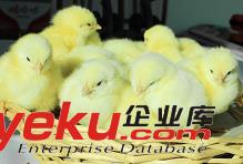 商品雞雛