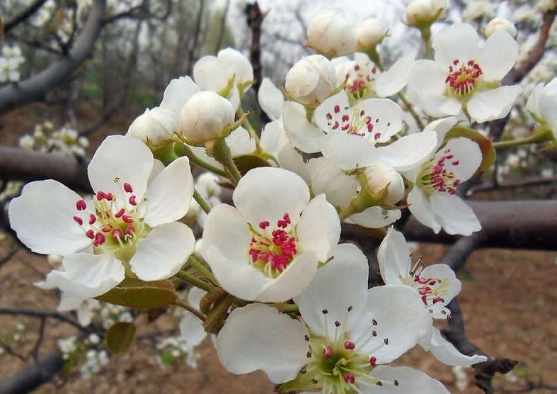 梨花粉，蘋果花粉，桃子花粉，mh桃花粉，櫻桃花粉