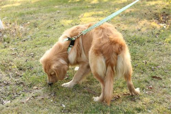 東莞牽狗繩哪家好