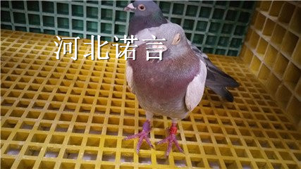 養殖玻璃鋼格柵交口縣養殖玻璃鋼格柵生產廠家