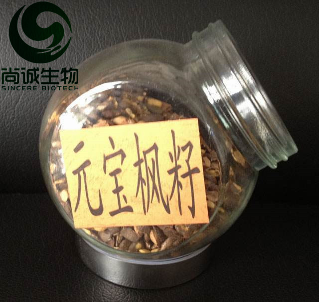 元寶楓籽提取物 神經酸 尚誠生物