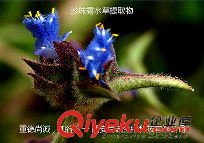 供應露水草提取物 蛻皮js 20-羥基蛻皮甾酮