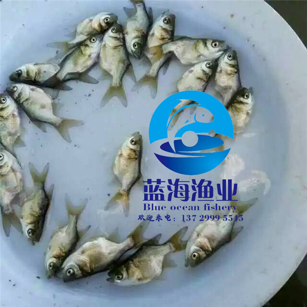 哪里有丁桂魚苗多少錢一尾