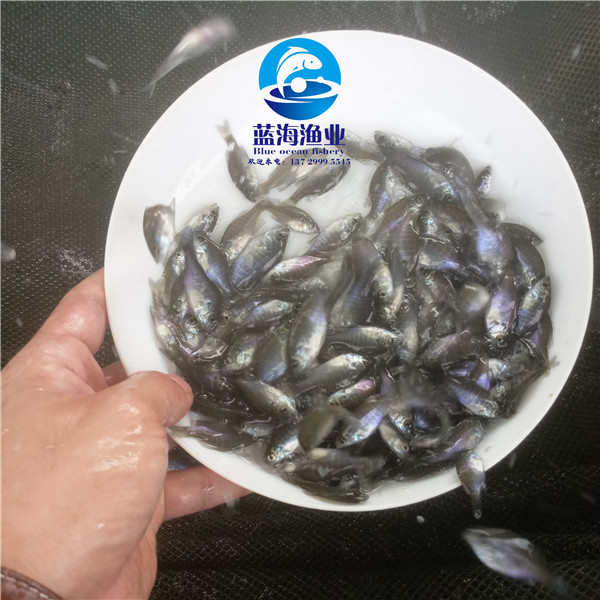 大頭魚苗圖片