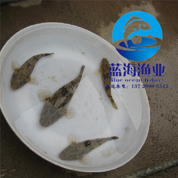 筍殼魚苗多少錢一條