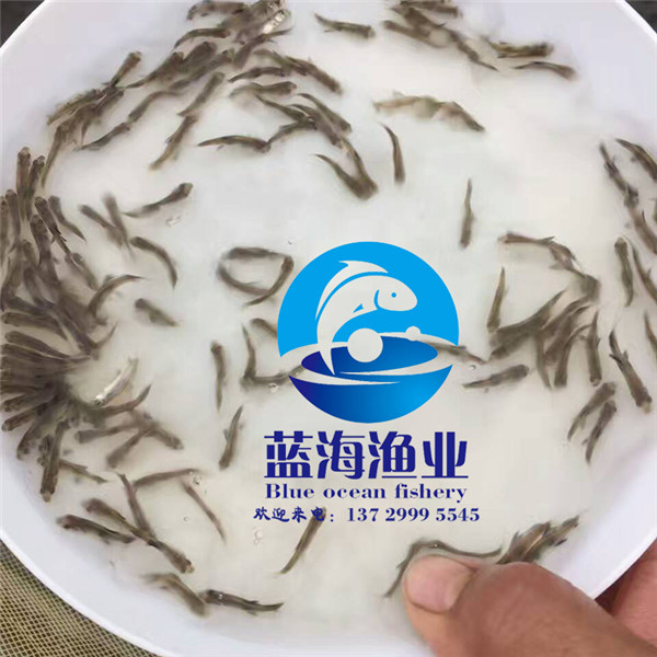 胭脂魚苗價格