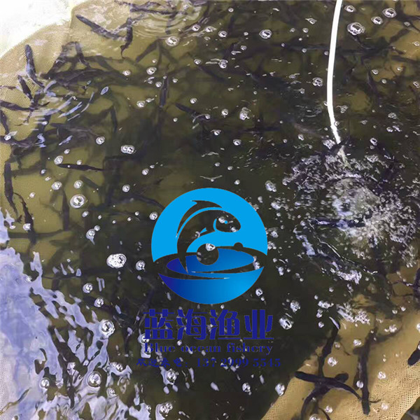 東莞美國匙吻鱘魚苗價格