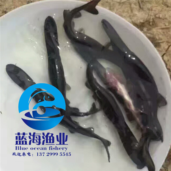 南雄鴨嘴魚苗多少錢