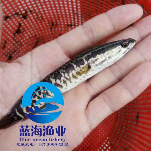 生魚苗批發價格