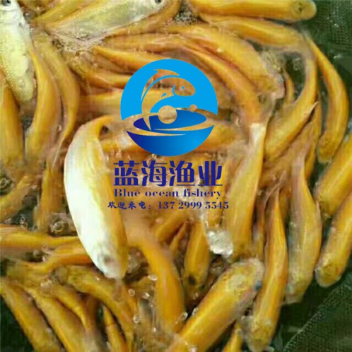 哪有金草魚苗養(yǎng)殖