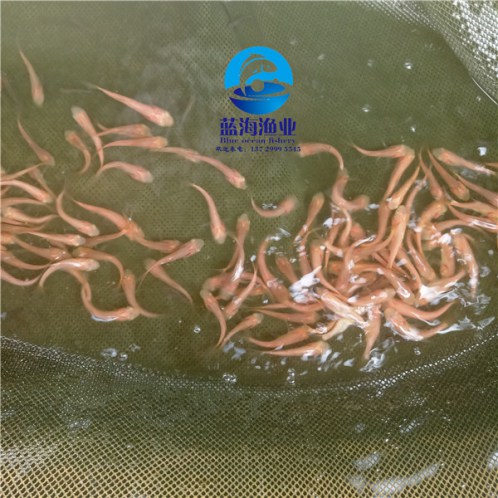 樂昌星洲紅魚苗