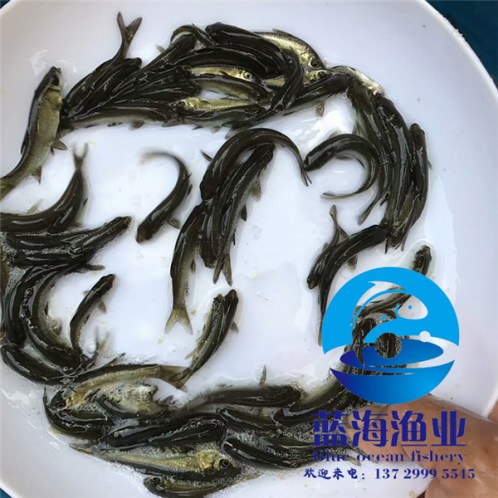 連州長江黑鯇魚苗