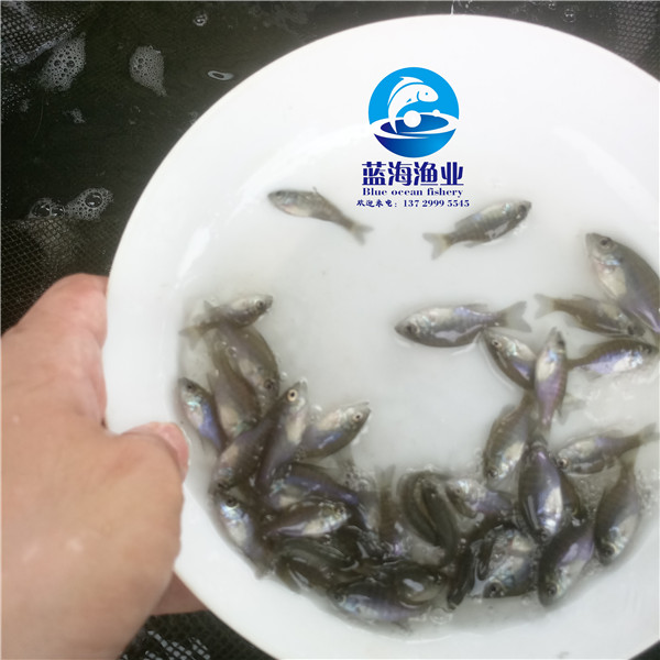 花鰻魚苗怎么養殖