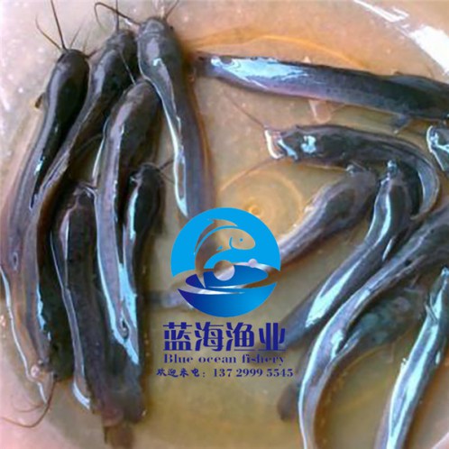 潮州革胡子鯰魚苗苗報價