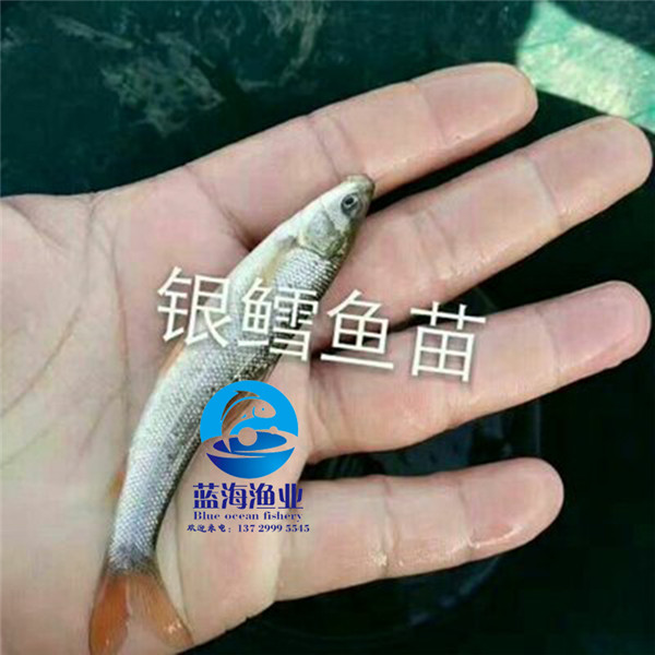 廣州銀雪魚(yú)苗