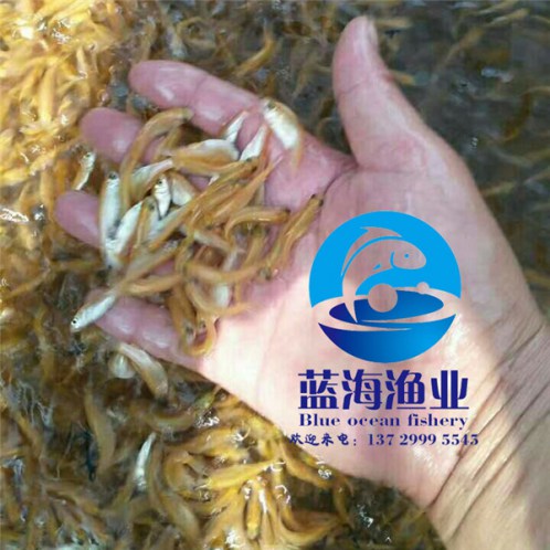 哪有金草魚苗養殖