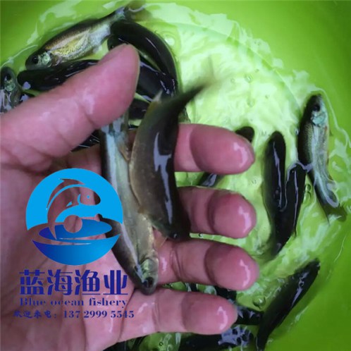 雜交太陽魚苗廠家