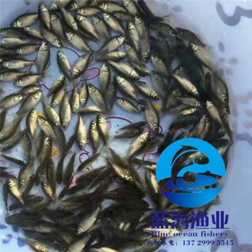 陸豐中科3號鯽魚苗價格