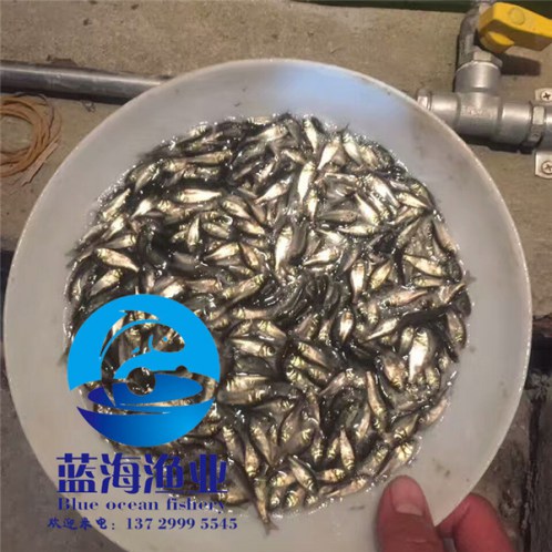 哪里有金花鰱魚苗多少錢一尾