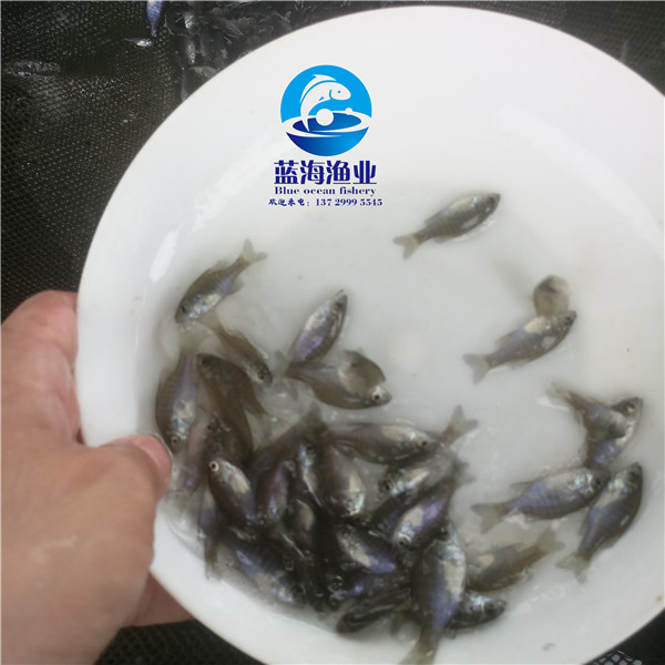 佛山雜交太陽魚苗