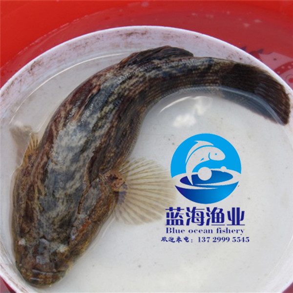 彩虹鯛魚苗養殖