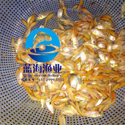 彩虹鯛魚苗養殖