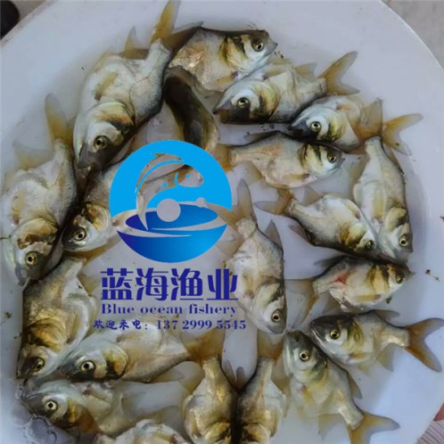 彩虹鯛魚苗養殖