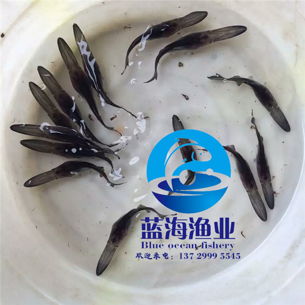 廣州鴨嘴魚苗