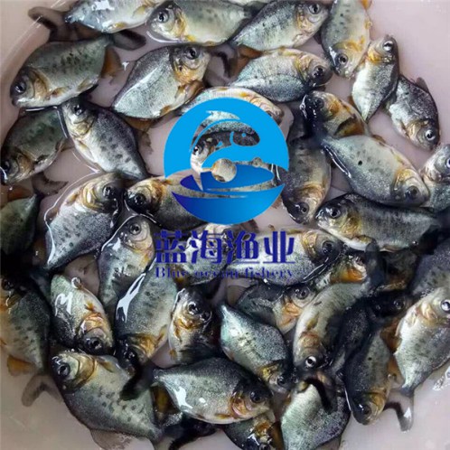 淡水白鯧魚苗價(jià)錢