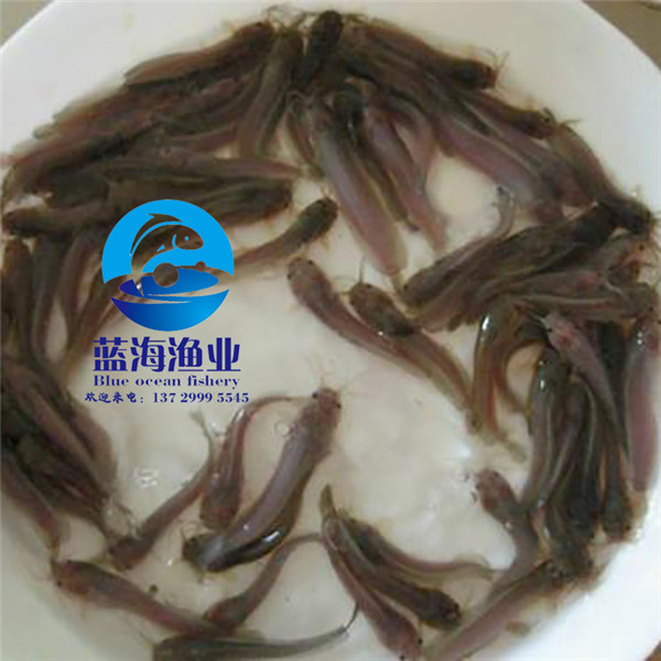 埃及胡子鯰魚苗養殖