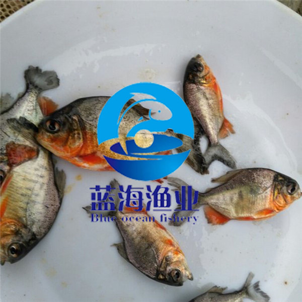 梅州紅鯧魚苗