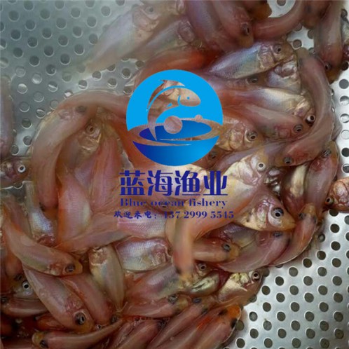 梅州紅鯧魚苗