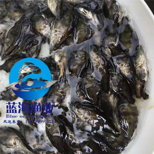 中科3號鯽魚苗圖片